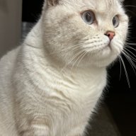 Pavel_CatYT001